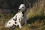 DALMATIEN 395